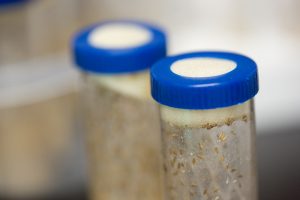 Insect Rearing closeup